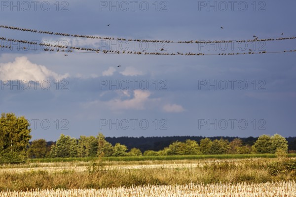 A flock of starlings (Sturnus vulgaris) sitting on a high-voltage cable, evening sky, Diepholz,