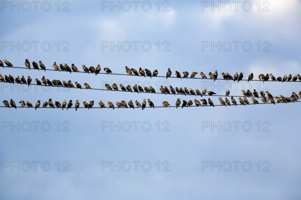 A flock of starlings (Sturnus vulgaris) sitting lined up on a high-voltage power line, Diepholz,