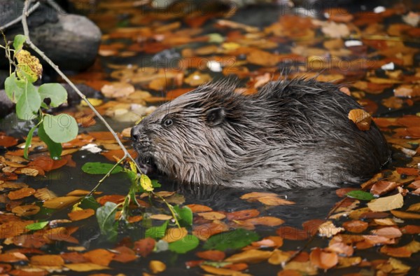 European beaver (Castor fiber), young animal feeding on a branch in the water, autumn, North