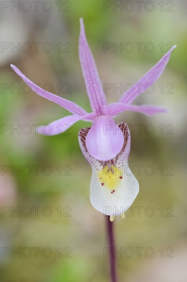 Norne (Calypso bulbosa var. americana), flower, Banff National Park, Alberta, Canada