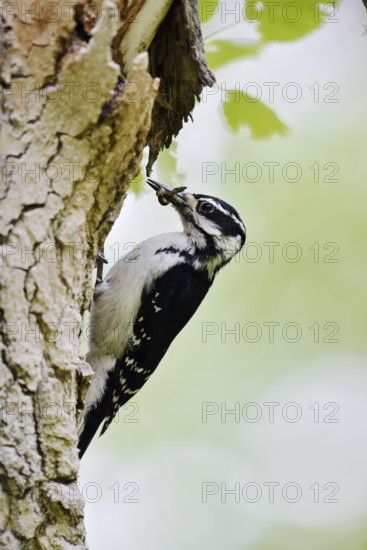 Hairy woodpecker (Picoides villosus), female foraging, Waterton Lakes National Park, Alberta,