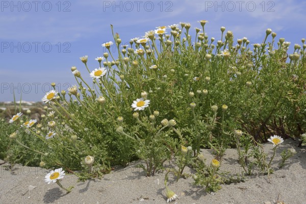 Beach dog chamomile (Anthemis maritima, Camomille maritime), flowering, Camargue, Provence,