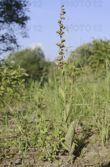Broad-leaved helleborine or broad-leaved marsh orchid (Epipactis helleborine), flowering, North