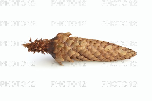 European spruce (Picea abies), cones gnawed by a squirrel (Sciurus vulgaris) against a white