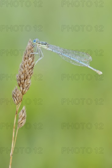 White-legged damselfly or common damselfly (Platycnemis pennipes), female, North Rhine-Westphalia,