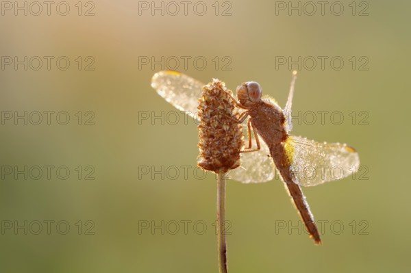 Scarlet Dragonfly (Crocothemis erythraea), female against the light at sunrise, North