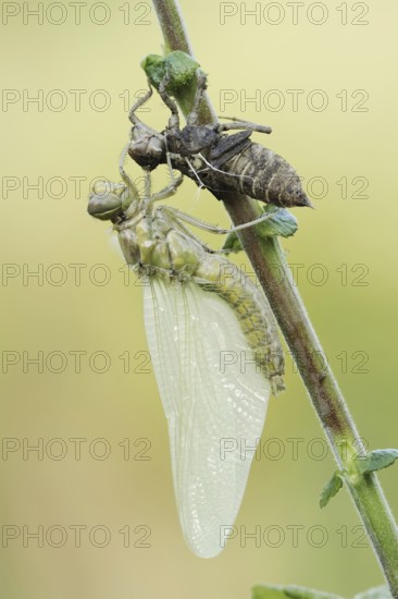 Black-tailed Skimmer (Orthetrum cancellatum), freshly hatched with exuvia, North Rhine-Westphalia,