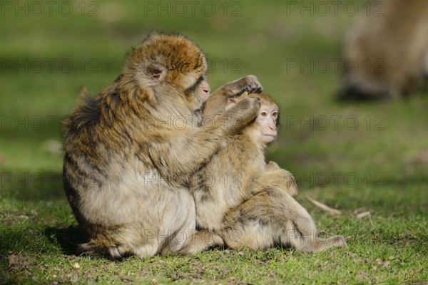 Barbary macaque or magot (Macaca sylvanus), female with young animal grooming, captive, occurring