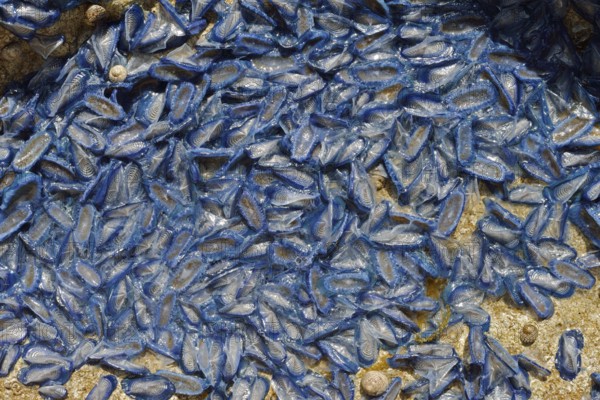 Sail jellyfish (Velella velella, Velella lata) on a stone in a tidal pool, Majorca, Balearic