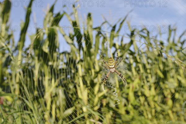 Wasp spider (Argiope bruennichi), female in a web at the edge of a maize field, North