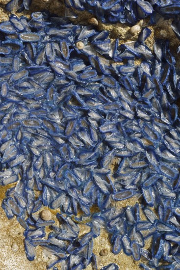 Sail jellyfish (Velella velella, Velella lata) on a stone in a tidal pool, Majorca, Balearic