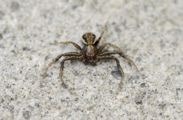 Brown crab spider or bush crab spider (Xysticus Scalloped ribbonfish), male, North