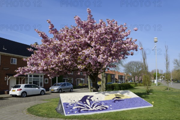 Floral mosaic of hyacinth blossoms and blooming Japanese flowering cherry (Prunus serrulata), De