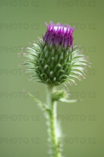 Creeping thistle (Cirsium vulgare), Emsland, Lower Saxony, Germany