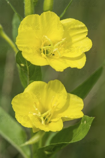 Evening primrose (Oenothera biennis), Emsland, Lower Saxony, Germany