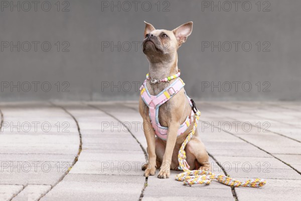 French Bulldog with long healthy nose wearing a y-shaped dog harness, leash and necklace in front