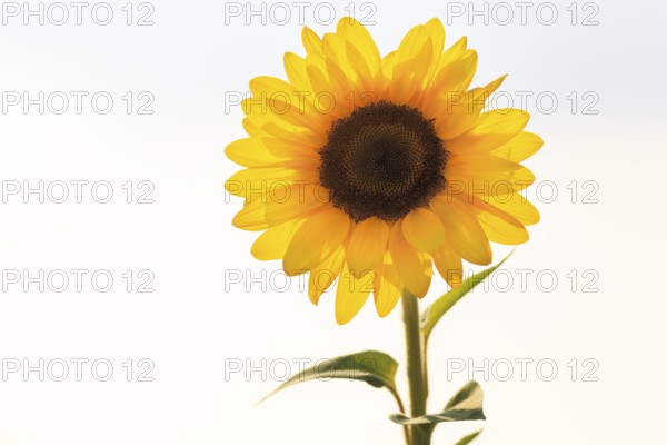 Common sunflower (Helianthus annuus), bright yellow, close-up in front of white background, text