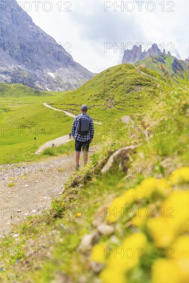 Man walking along a path leading through green meadows with foreground flowers, Alpe di Siusi,