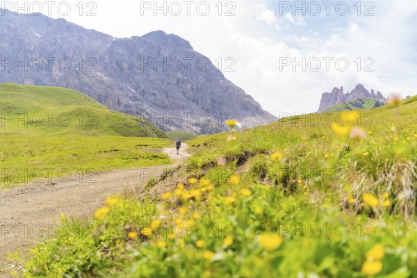 Hiking trail with flowering meadows and dramatic rocky mountains in the background, Alpe di Siusi,