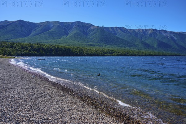 Pebble beach with waves, view of dense forests and mountain range, summer, Lake Rotoiti, Saint