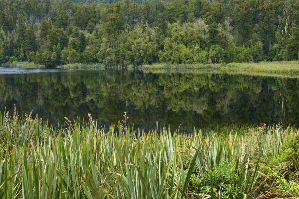Mirror edge on the shore, dense forest provides reflections in the water, summer, Lake Matheson,