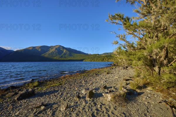 Calm lake with mountains in the background, a tree and stones line the shore under a clear sky,