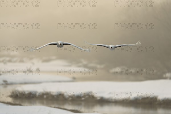 Manchurian cranes (Grus japonensis), in flight, winter, snow, river, Tsurui, Akan district,