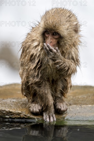 Japanese macaque (Macaca fuscata), wet, bathing, in winter, Jigokudani Snow Monkey Park,