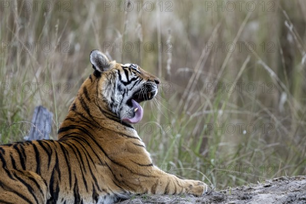 Royal Bengal tiger (Panthera tigris tigris), lying, grooming, Bandhavgarh National Park, Bahannara,
