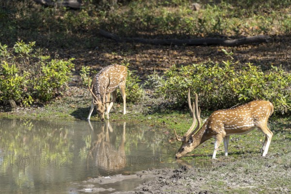 Axis deer (Axis axis), male, drinking from a pond, Bandhavgarh National Park, Tala, Manpur, Madhya