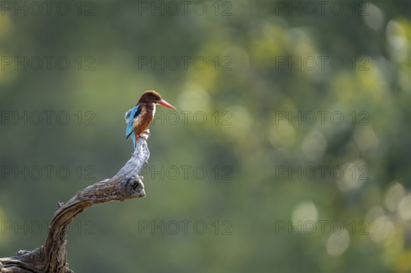 Brown kingfisher (Halcyon smyrnensis), sitting on a dead branch, Bandhavgarh National Park, Mairee,