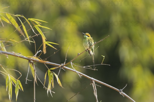 Bronze-crowned Emerald Bee-eater (Merops orientalis), Bandhavgarh National Park, Bahannara, Manpur,