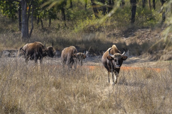 Gaur (Bos gaurus), running through grassland, Bandhavgarh National Park, Mahaman, Manpur, Madhya