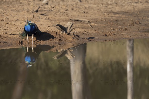 Indian peafowl (Pavo scalloped ribbonfish), male, reflected in the water, Bandhavgarh National
