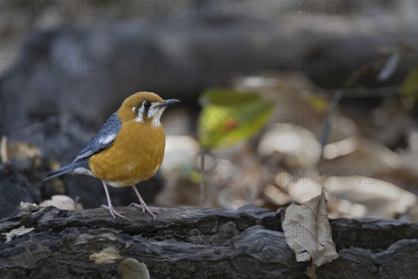 Dama thrush (Geokichla citrina), Bandhavgarh National Park, Bahannara, Manpur, Madhya Pradesh,