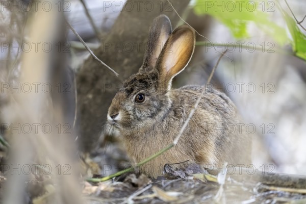 Indian hare (Lepus nigricollis), Bandhavgarh National Park, Bahannara, Manpur, Madhya Pradesh,
