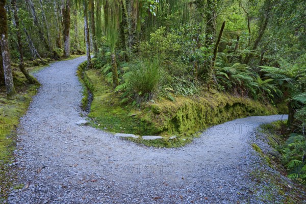 A forest path forks in a mossy area surrounded by ferns and tall trees, summer, Lake Matheson, Fox
