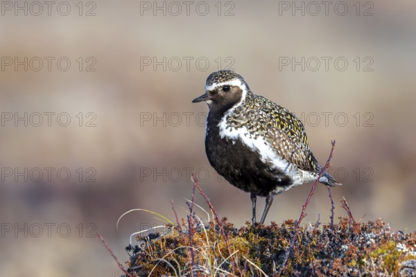 European golden plover, Eurasian golden plover (Pluvialis apricaria) male in breeding plumage on