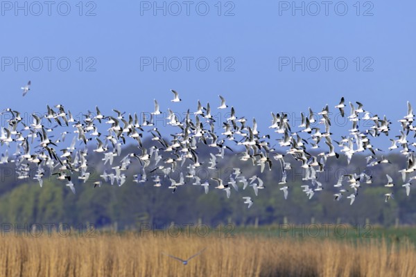 Huge flock of little gulls (Hydrocoloeus minutus) in breeding plumage flying over pond in wetland