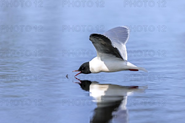 Hunting little gull (Hydrocoloeus minutus, Larus minutus) adult in summer plumage in flight