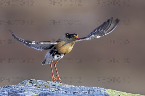 Ruff (Calidris pugnax) territorial male in breeding plumage displaying by jumping during courtship