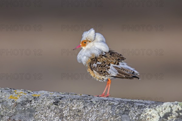 Ruff (Calidris pugnax) satellite male with white ruff in breeding plumage at lek in spring,