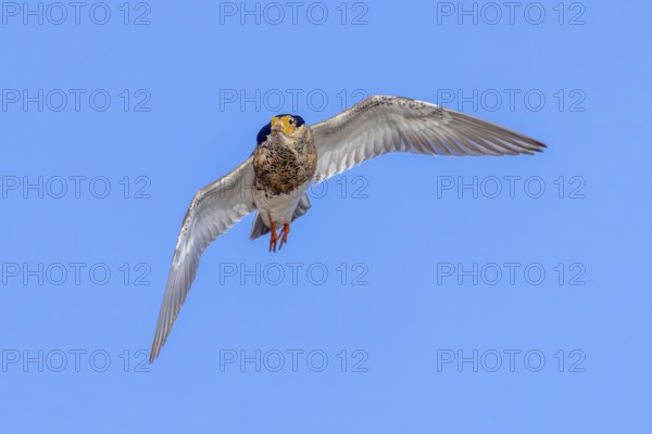 Ruff (Calidris pugnax) territorial male in breeding plumage in flight against blue sky in spring,