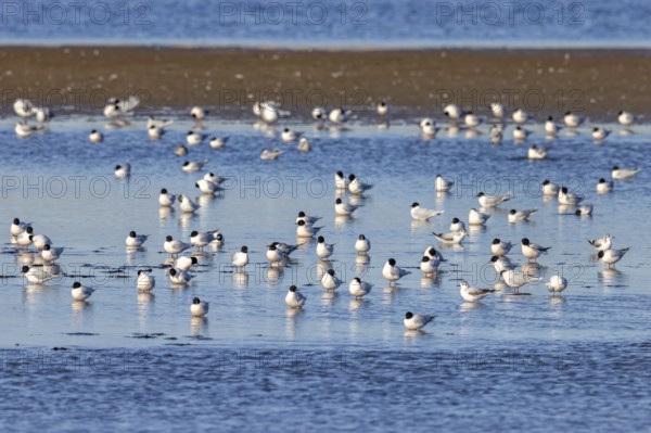 Flock of little gulls (Hydrocoloeus minutus) in breeding plumage resting in shallow water of