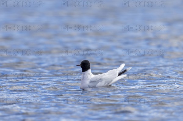 Little gull (Hydrocoloeus minutus, Larus minutus) adult in breeding plumage, summer plumage