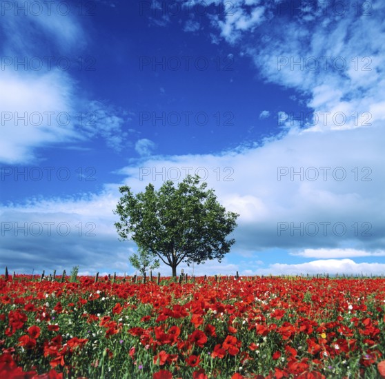 A stunning field of red poppies stretches across the landscape in Auvergne, France, with a lone