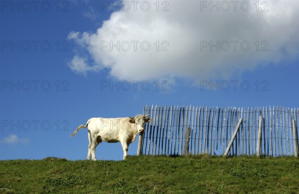 Cow happily rubs its head against a wooden fence while standing on a grassy slope. The bright blue