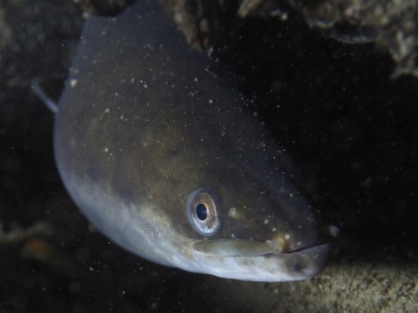 Close-up of European eel (Anguilla anguilla) hiding under water, dive site Zollbrücke, Rheinau,