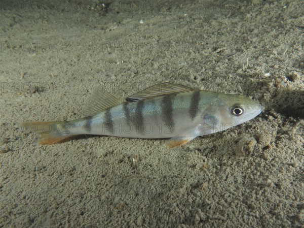 A striped fish, river perch (Perca fluviatilis), lies calmly on the sandy bottom. Dive site