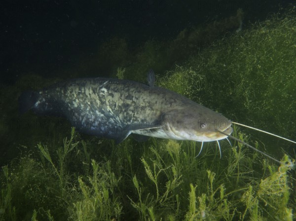 A large catfish (Silurus glanis), Waller, swimming at night through dense underwater plants, dive
